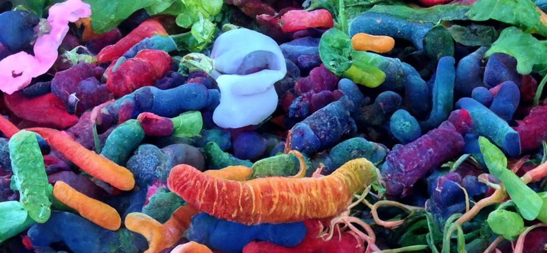 What is the Microbiome and Why is it So Important?