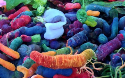 What is the Microbiome and Why is it So Important?